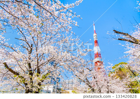 東京鐵塔和櫻花芝公園 133420828