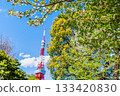 東京鐵塔和櫻花芝公園 133420830
