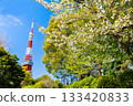 東京鐵塔和櫻花芝公園 133420833
