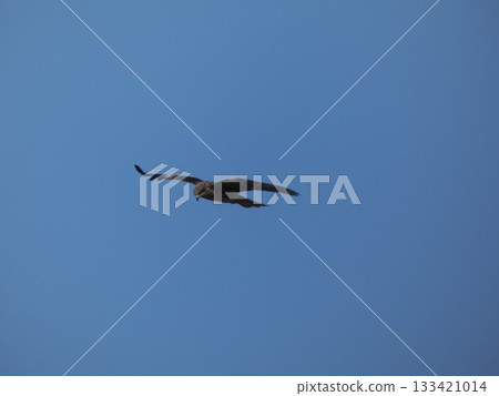 A black kite gracefully soaring against the clear blue sky 133421014