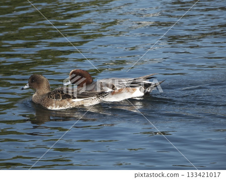 A pair of mallards (male and female) swimming side by side on the water surface A pair of mallards (male and female) swimming side by side on the water surface 133421017