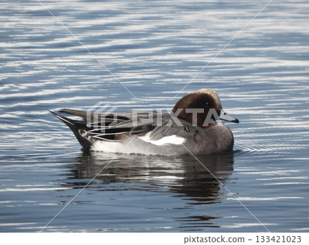 一隻雄性赤頸鴨漂浮在波光粼粼的水面上，水面泛起幾何形狀的漣漪，它的倒影映照著水面。 133421023