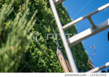 pruning, gents, male 133421056