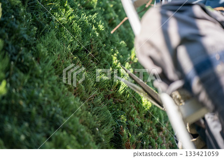 pruning, gents, male 133421059