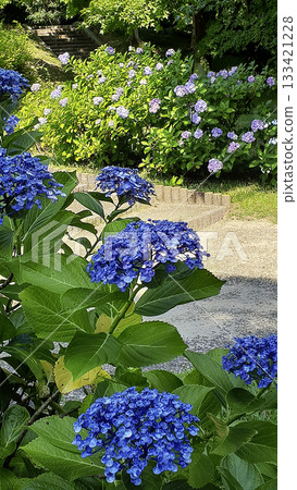 繡球花新品種,陰涼景觀 繡球花新品種,陰涼景觀 133421228