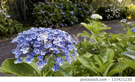 繡球花新品種，陰涼景觀-2 133421230