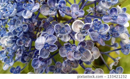 New species of hydrangea, shady landscape-3 New species of hydrangea, shady landscape-3 133421232
