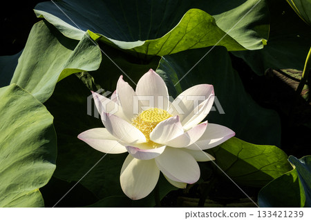 晨曦中，白茉莉花和紅茉莉花閃閃發光 133421239