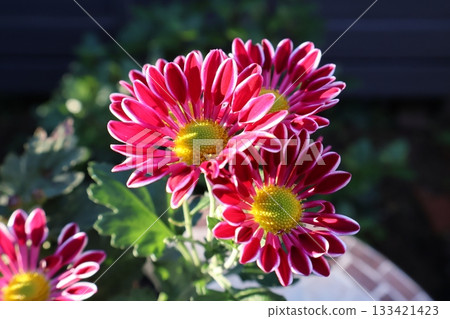 Red spray mum flowers 133421423