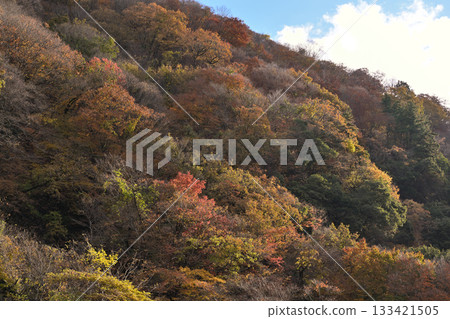 一座變成紅色葉子的山 133421505