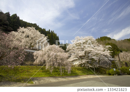 玉林寺的垂枝櫻花與染井吉野櫻花 玉林寺的垂枝櫻花與染井吉野櫻花 133421823