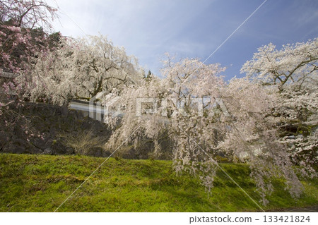玉林寺的垂枝櫻花與染井吉野櫻花 玉林寺的垂枝櫻花與染井吉野櫻花 133421824