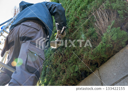 pruning, male, males 133422155