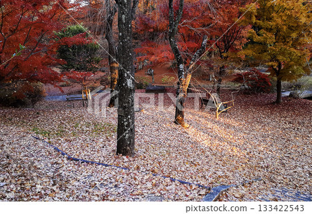 Late autumn scenery with sunlight filtering through the trees 133422543