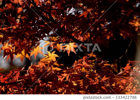 Momiji who changed leaves 133422786