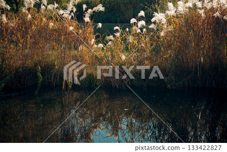湖面上倒映著日本銀草 湖面上倒映著日本銀草 133422827