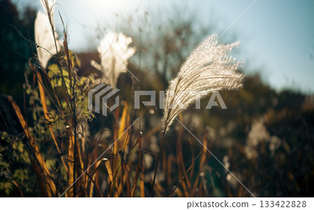 Susuki在夕陽下閃閃發光 Susuki在夕陽下閃閃發光 133422828