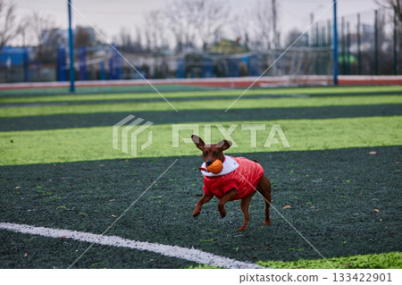 miniature pinscher in a red jacket plays excitedly with an orange ball on a green turf field. The scene captures a playful moment in an outdoor park setting on a cool day. miniature pinscher in a red jacket plays excitedly with an orange ball on a green turf field. The scene captures a playful moment in an outdoor park setting on a cool day. 133422901