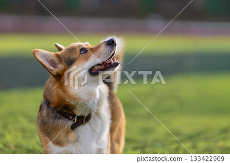 happy corgi with a smooth coat stands in a grassy area gazing up with curiosity. The sun shines brightly as the playful dog enjoys its time outdoors ready for fun. 133422909