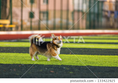 playful corgi trots across a vibrant green field in a park basking in the sunlight and enjoying the fresh air. The atmosphere is calm and inviting. 133422925