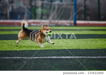 happy corgi is bounding across a lush green field while clutching a bright green ball in its mouth. The sun shines down casting a warm glow on the playful scene. 133422940