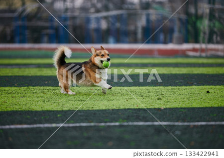 happy corgi trots on a vibrant green field clutching a bright ball in its mouth. The dog enjoys its playful time outside on a sunny day bringing energy and joy to the scene. 133422941
