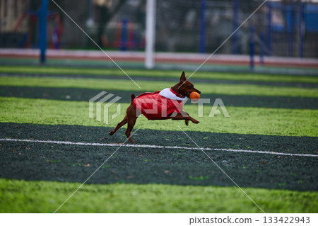miniature pinscher wearing a cozy red coat happily chases an orange ball across a lush green athletic field. The scene captures a playful moment filled with energy and excitement. miniature pinscher wearing a cozy red coat happily chases an orange ball across a lush green athletic field. The scene captures a playful moment filled with energy and excitement. 133422943