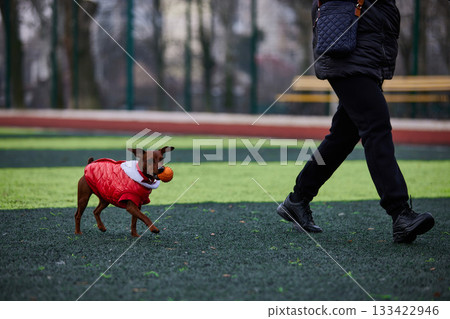 miniature pinscher is joyfully running in a park wearing a bright red jacket. The playful dog carries a ball in its mouth while its owner walks beside creating a cheerful scene. miniature pinscher is joyfully running in a park wearing a bright red jacket. The playful dog carries a ball in its mouth while its owner walks beside creating a cheerful scene. 133422946