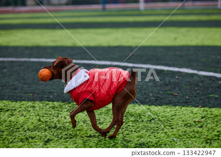 lively miniature pinscher runs joyfully across the green turf wearing a red coat and carrying an orange ball in its mouth. This playful scene unfolds on a sunny day in the park. lively miniature pinscher runs joyfully across the green turf wearing a red coat and carrying an orange ball in its mouth. This playful scene unfolds on a sunny day in the park. 133422947