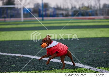 playful miniature pinscher in a red coat runs joyfully across a green turf field while carrying a bright orange ball in its mouth. The atmosphere is lively as the dog enjoys the cool day. 133422948