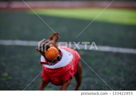 In a lively park a miniature pinscher wearing a bright red jacket joyfully chases a vibrant orange ball. The scene captures the playful spirit of the dog during a sunny afternoon. In a lively park a miniature pinscher wearing a bright red jacket joyfully chases a vibrant orange ball. The scene captures the playful spirit of the dog during a sunny afternoon. 133422953