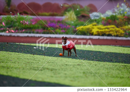 miniature pinscher wearing a red coat explores a colorful garden. The sun shines brightly as the dog joyfully plays with an orange ball surrounded by blooming flowers. miniature pinscher wearing a red coat explores a colorful garden. The sun shines brightly as the dog joyfully plays with an orange ball surrounded by blooming flowers. 133422964