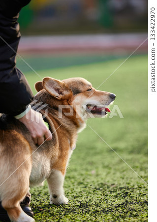 cheerful corgi stands on a vibrant green field while its owner rubs its back. The sun shines brightly in the afternoon sky creating a joyful atmosphere for this playful moment. cheerful corgi stands on a vibrant green field while its owner rubs its back. The sun shines brightly in the afternoon sky creating a joyful atmosphere for this playful moment. 133422970