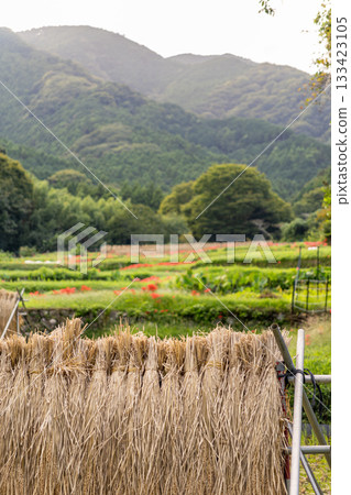 稻米收割後的鄉村景色 稻米收割後的鄉村景色 133423105