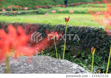在銀行開花的群集孤挺花 133423116