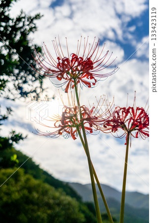 A cluster amaryllis blooming in satoyama A cluster amaryllis blooming in satoyama 133423119