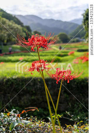 A cluster amaryllis that blooms in rice terraces 133423128