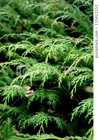 Plants growing in nature Plants growing in nature 133423151