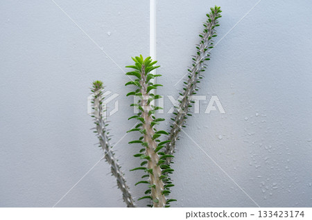 Alluaudia procera (or Madagascar ocotillo) plants. Alluaudia procera is a succulent, spiny, deciduous tree growing up to 15 metres tall. 133423174