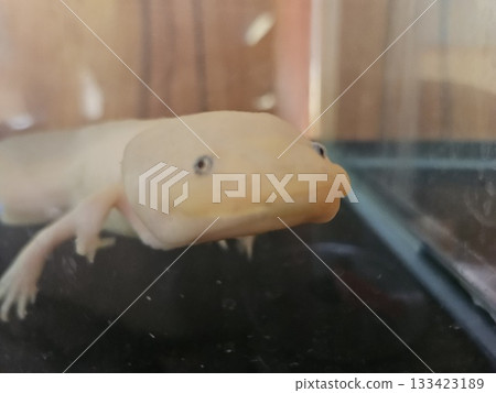 Axolotl hiding its fluttering tail Axolotl hiding its fluttering tail 133423189