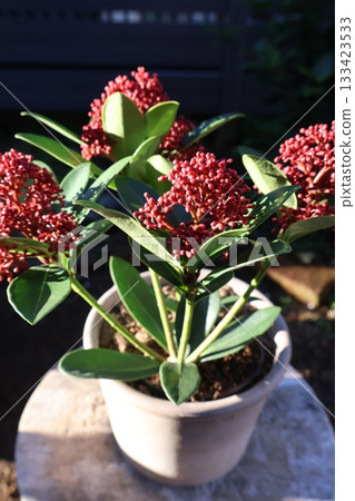 紅花蕾 133423533