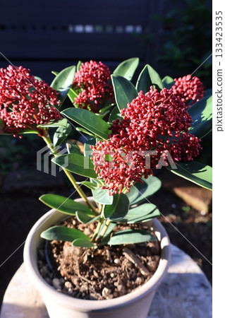 Red buds of skimmia Red buds of skimmia 133423535