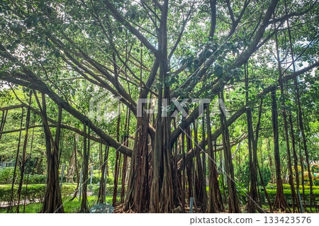 Majestic banyan tree with aerial roots in a lush green park setting 133423576
