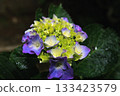 Hydrangea blooming in the rainy season 133423579