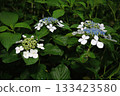 Hydrangea blooming in the rainy season 133423580