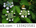 Hydrangea blooming in the rainy season 133423581