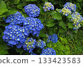Hydrangea blooming in the rainy season 133423583