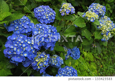 在雨季盛開的繡球 133423583