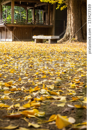 Fallen ginkgo leaves decorating the grounds of Tamashiki Shrine 133423589