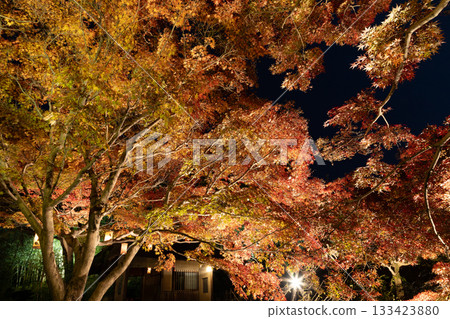 秋天的樹葉照亮了 133423880